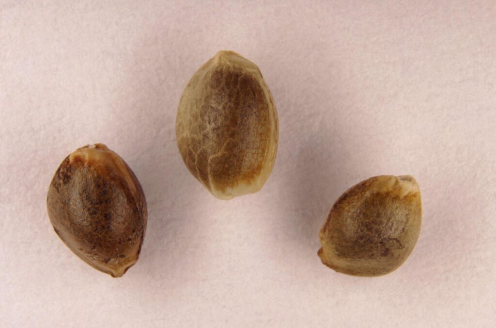 Натуральный протеин из ядер конопли