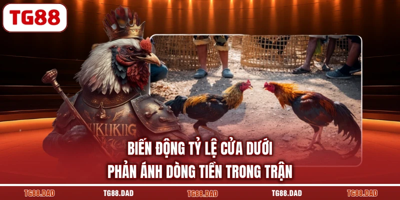 Biến động tỷ lệ cửa dưới phản ánh dòng tiền trong trận