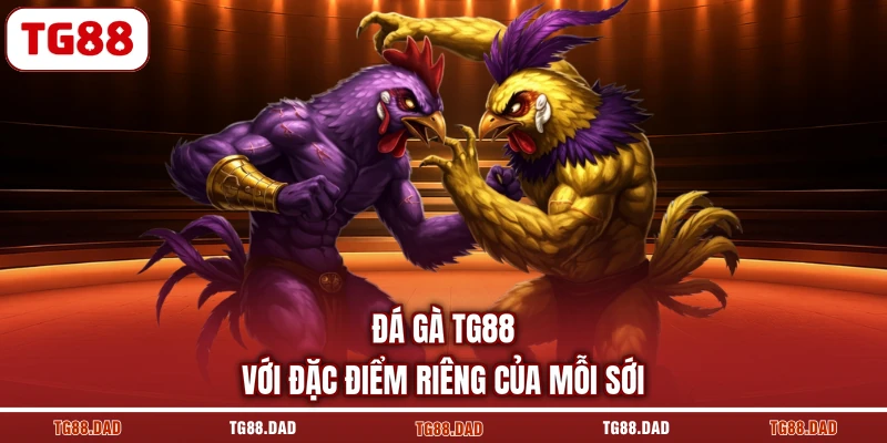 Đá Gà TG88 với đặc điểm riêng của mỗi sới