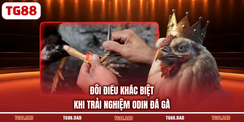 Đôi điều khác biệt khi trải nghiệm ODIN đá gà