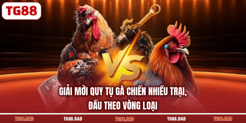 Giải mời quy tụ gà chiến nhiều trại, đấu theo vòng loại