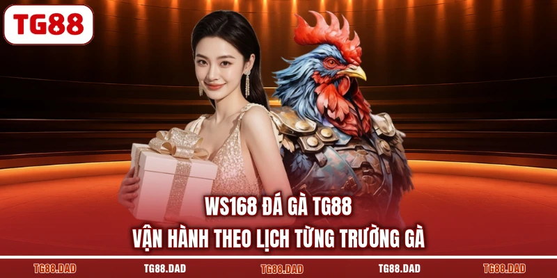 WS168 Đá gà TG88 vận hành theo lịch từng trường gà